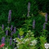 Agastache 'Black Adder' - Hiidiisop 'Black Adder' P9/0,55L